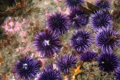riccio di mare