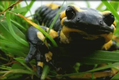 salamandra