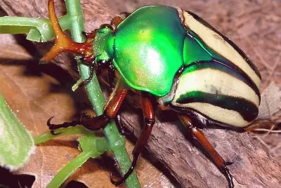 scarabeo