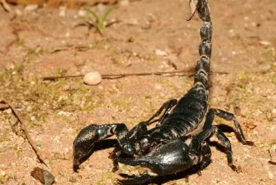 scorpione