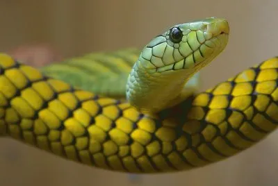 serpente