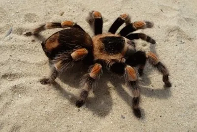 tarantola