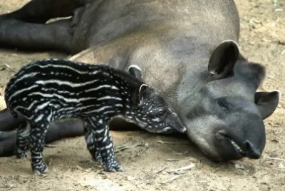 tapiro