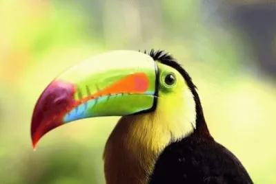 tucano