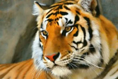 tigre