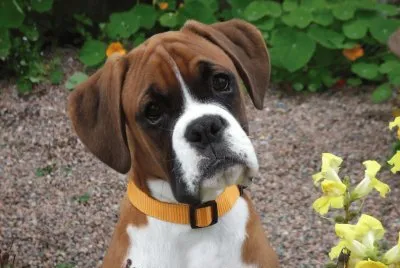 BoxerBoxerBoxer