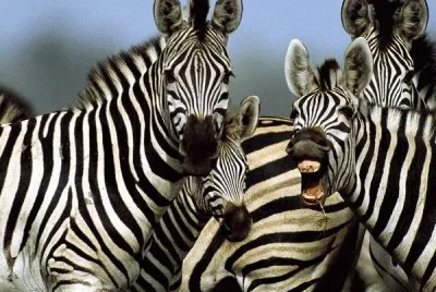zebra