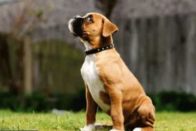 Boxer