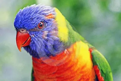 פאזל של Loro colorido