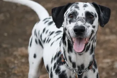 Dalmata