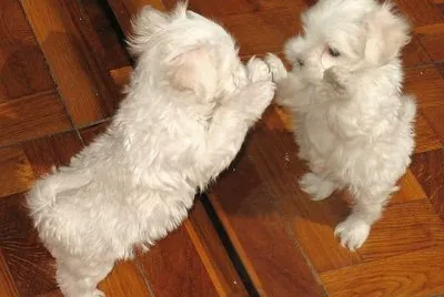 Bichon MaltÃ©s #2