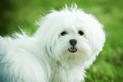 Bichon MaltÃ©s #3