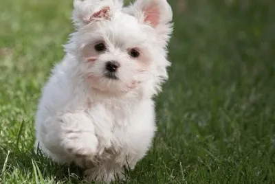 Bichon MaltÃ©s #5