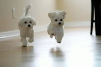 Bichon MaltÃ©s #6