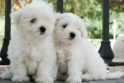 Bichon MaltÃ©s #7