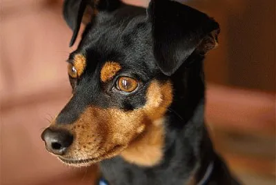 Pinscher
