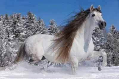 winter