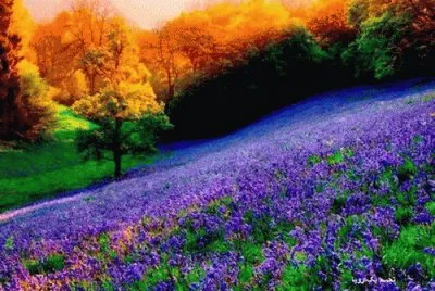 Purple Hillside in Autumn