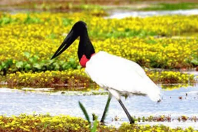 Tuiuiu do Pantanal - Mato Grosso