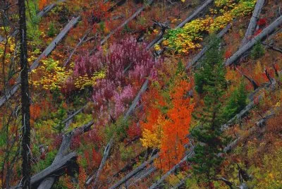 Yellowstone N.P.