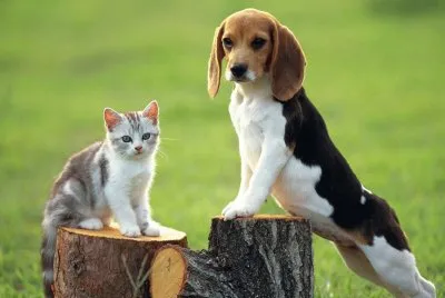 Beagle
