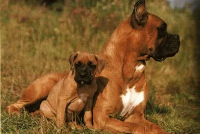 Boxer