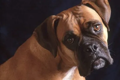 Boxer