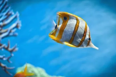 pez tropical