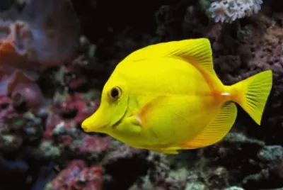 variedades de peces