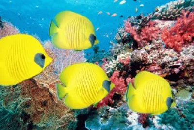 peces tropicales