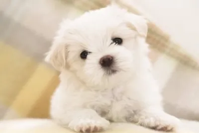 Bichon MaltÃ©s #9