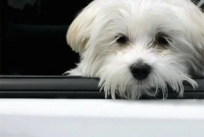 Bichon MaltÃ©s
