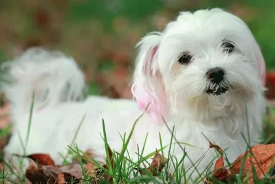 Bichon MaltÃ©s #12