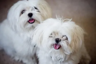 Bichon MaltÃ©s