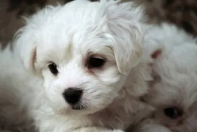 Bichon MaltÃ©s