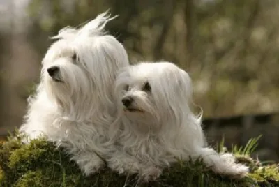 Bichon MaltÃ©s