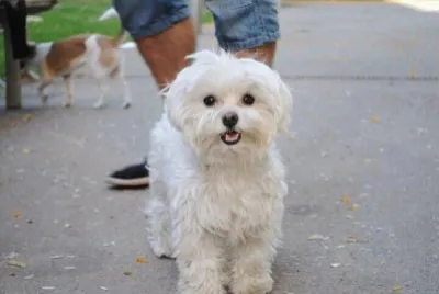 Bichon MaltÃ©s
