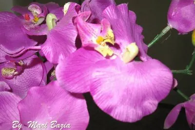 LILAS - LILAS