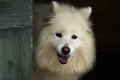 Perro samoyedo