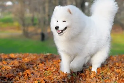 Perro samoyedo, en el parque.
