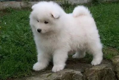 Perro samoyedo, cachorro.
