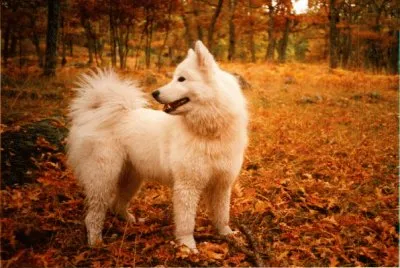 perros samoyedo