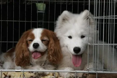 Muchos perros samoyedos, para poder armar...