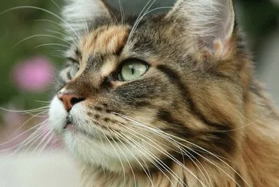 skogkatt