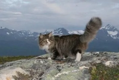skogkatt