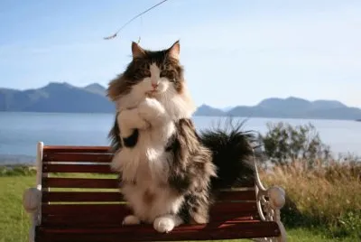 raza de gatos skogkatt