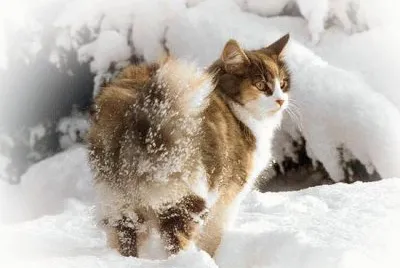 skogkatt jigsaw puzzle