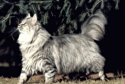 skogkatt