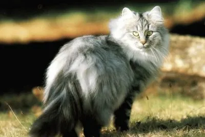 skogkatt