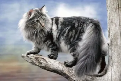 skogkatt